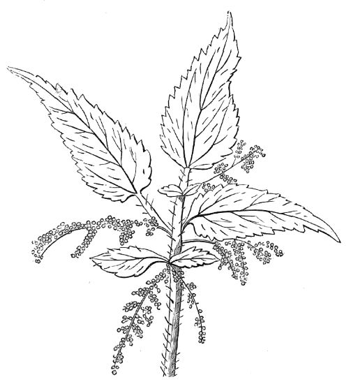 NETTLE.