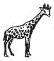 giraffe