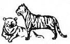 tigers