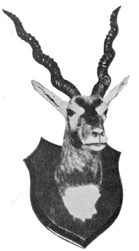 Fig. 26. Black buck.