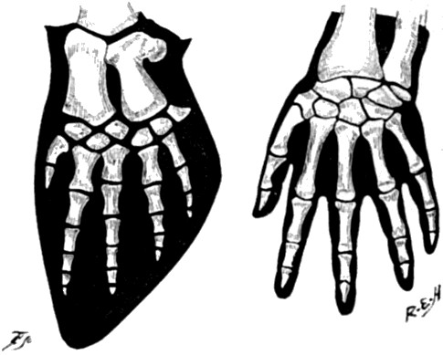 Paddle of Whale compared with Hand of Man.