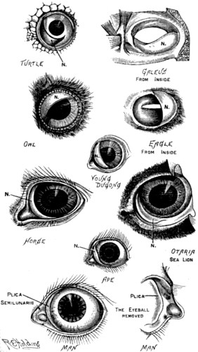 Nictitating membrane in various animals.