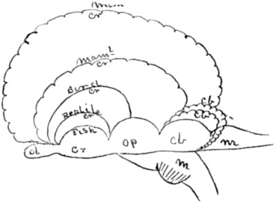 Ideal section through all the above stages.