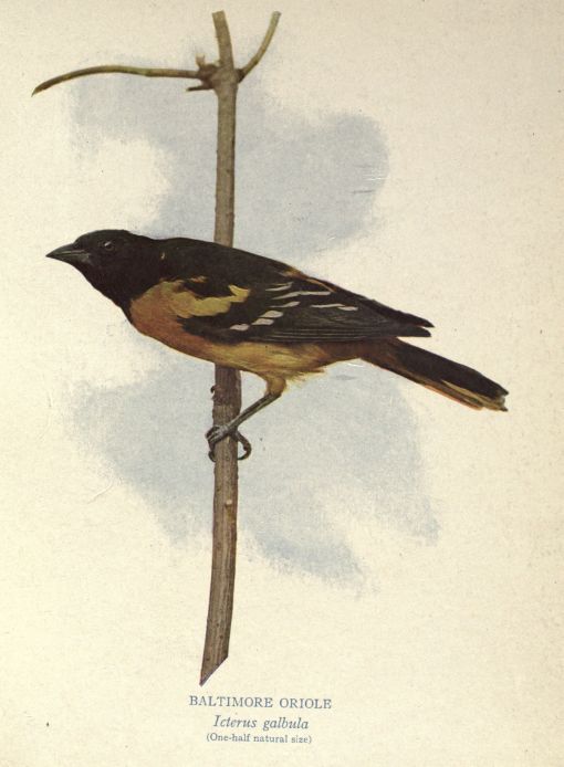 Baltimore Oriole