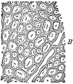 Firm Bodies of Fibres