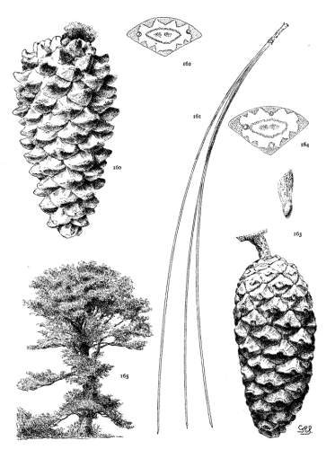 PLATE XVII. P. LONGIFOLIA (160-162), CANARIENSIS
(163-165)