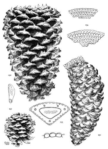 PLATE XXVI. PINUS PONDEROSA