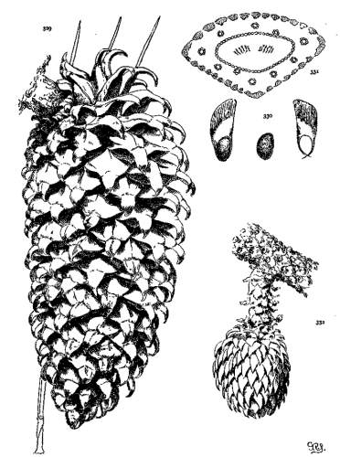 PLATE XXXIX. PINUS COULTERI