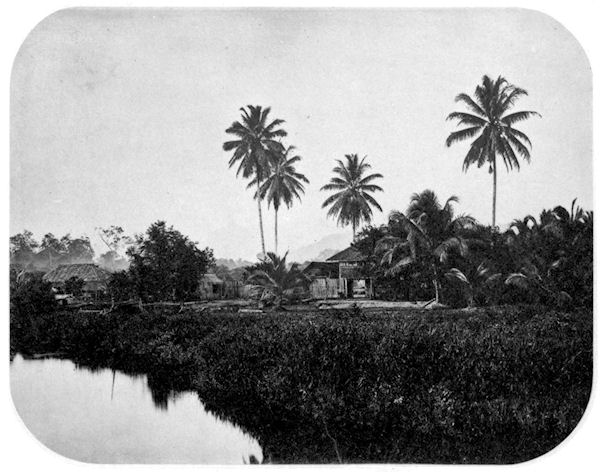 Forested river bank