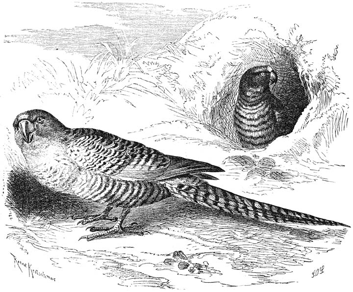 Grondparkiet (Pezoporus formosus). ½ v. d. ware grootte.