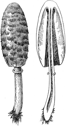 Fig. 37.