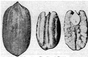 Fig. 11. The Stuart Pecan.