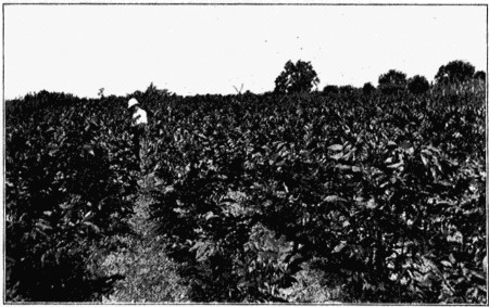 Plate IV. A Pecan Nursery.

Photo by J. F. Jones.