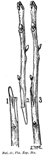 Fig. 24.