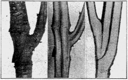 Fig. 29. Annular bud growing (left). Split through same
union (center). A normal branch union (right). Pith non-continuous
(center); continuous (right).