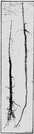 Fig. 34. a. Taproot cut at 1 yr. b. Taproot not cut.