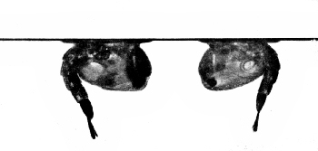 Fig. 85