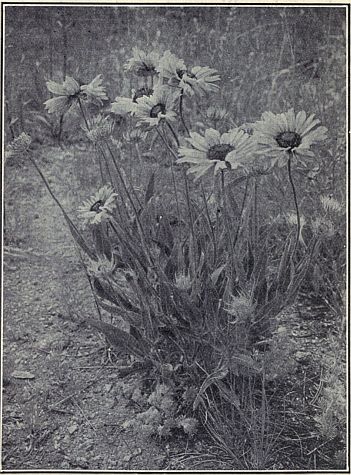 GAILLARDIA OR BLANKET-FLOWER