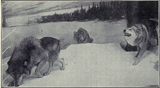 TIMBER WOLVES ON THE TRAIL Closely related to foxes and dogs. Range: Formerly over most of North America. Habitat Group in American Museum
of Natural History.