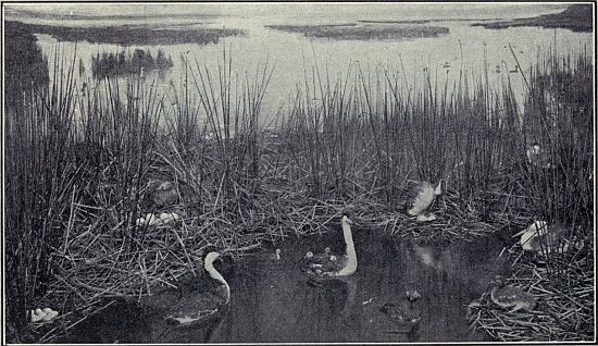 A GREBE COLONY IN SASKATCHEWAN