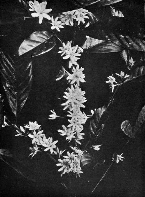 COFFEA ARABICA IN FLOWER ON A JAVA ESTATE