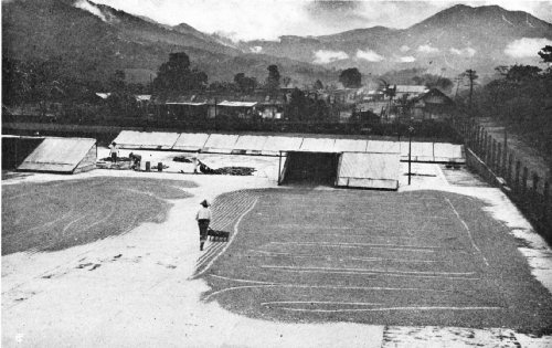 Raking Coffee on Drying Floors—Chuva District, Guatemala