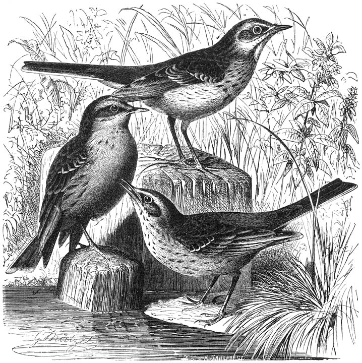 1) Groote Pieper (Anthus Richardii), 2) Waterpieper (Anthus aquaticus), 3) Duinpieper
(Anthus campestris). ⅔ v. d. ware grootte.