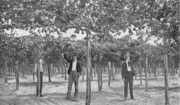 Among the Scuppernongs.—A Modern Vineyard.