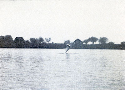 LEAPING TARPON