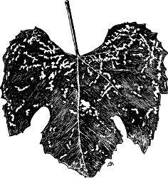 Fig. 39. Injuries caused by beetles of the grape
root-worm.