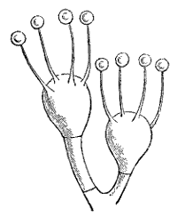 Fig. 9.