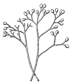 Fig. 27.