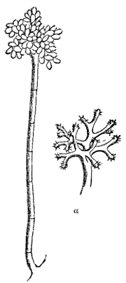 Fig. 28.