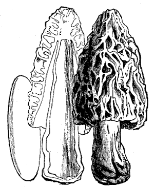 Fig. 43.