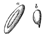 Fig. 46.