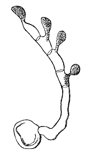 Fig. 81.