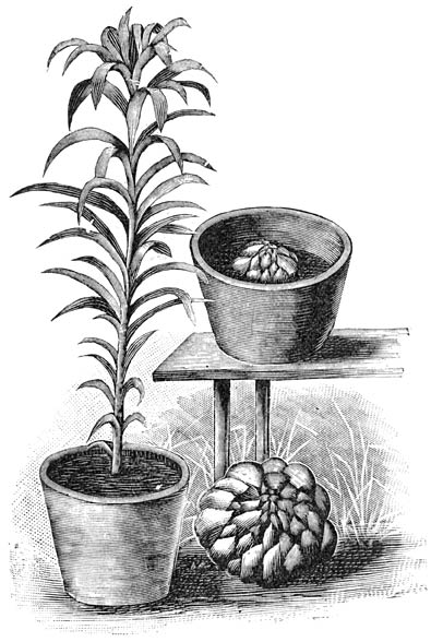 Fig. 124. Lilium Harrisii.