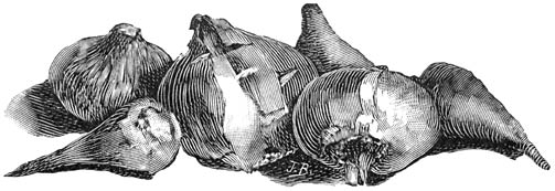 Fig. 285. Verschillende soorten Tulpen-bollen.