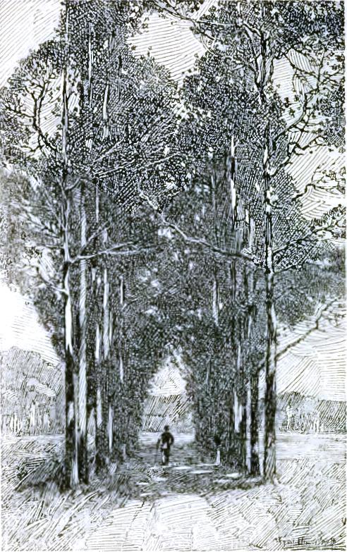 AVENUE AT SPASSKOE, TURGENEV'S ESTATE