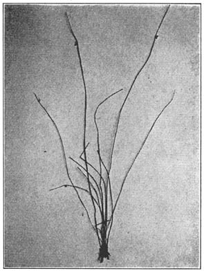 Plate XLVIII. Scirpus erectus.