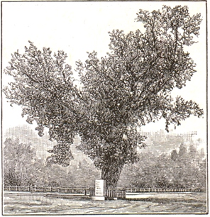 The Washington Elm in Cambridge, Massachusetts