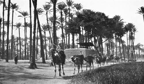 PALMS GROW ON THE SITE OF ANCIENT MEMPHIS.