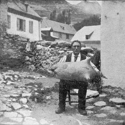 The Handling OF Milk in the Pyrenees