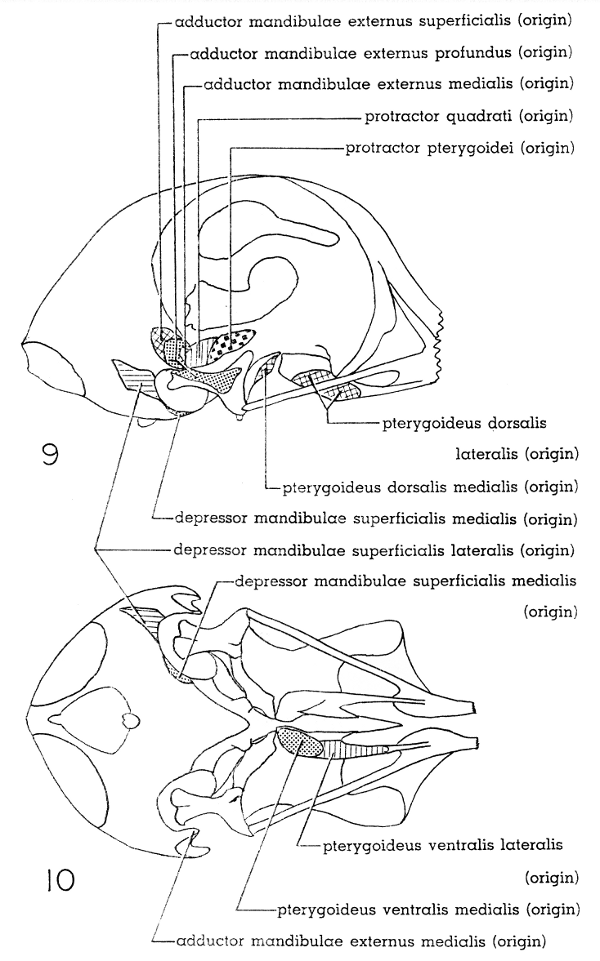 Fig. 9. Right lateral view of skull of Mourning Dove. × 2-1/2.

Fig. 10. Ventral view of skull of Mourning Dove. × 2-1/2.