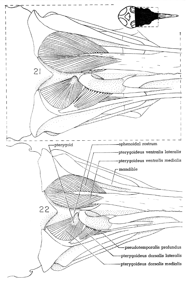 Fig. 21. Ventral view of the jaw musculature of the White-winged Dove
(M. depressor mandibulae not shown). × 5.

Fig. 22. Ventral view of the jaw musculature of the Mourning Dove (M.
depressor mandibulae not shown). × 5.