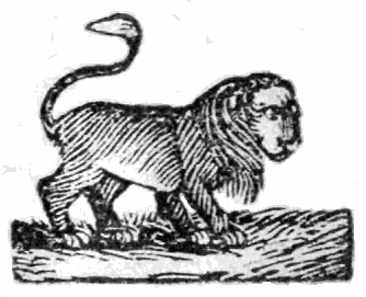 lion