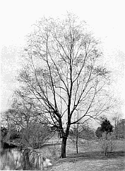 WHITE WILLOW (Salix alba) BY WATERSIDE.