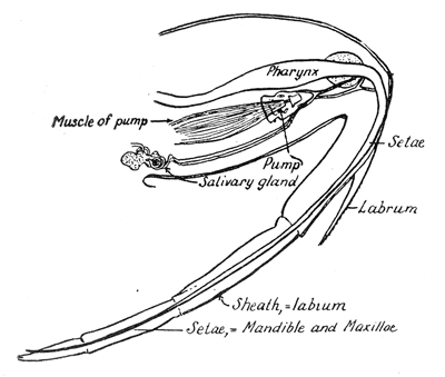 16. Beak of hemipteron.