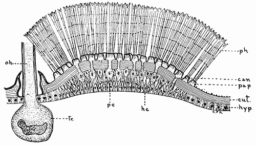 39. Epithelium underlying poison hairs of the larva of the
browntail moth. Drawing by Miss Kephart.