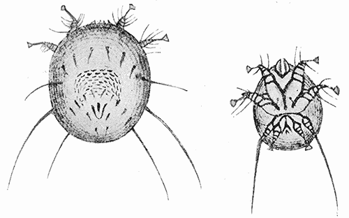 61. Notoedres cati, male and female. After Railliet.